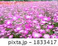 アグロステンマの薄紫色の花が咲き誇る花畑