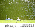 湖畔の白鳥