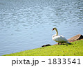 湖畔の白鳥