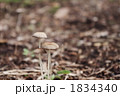 きのこ