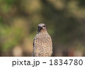 1834780