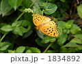 1834892