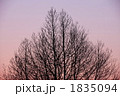 冬のｲﾒｰｼﾞ　夕景の樹木