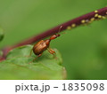 ウスアカオトシブミ