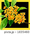 金木犀10104pix.
