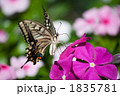 アゲハチョウ