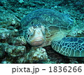 アオウミガメ