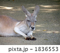 居眠りするカンガルー