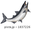 鮭