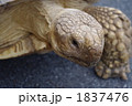 リクガメ