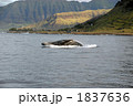 ザトウクジラ