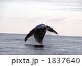 ザトウクジラ