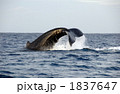 ザトウクジラ