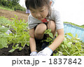芋掘り