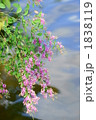 萩の花