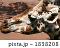 1838208