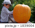 お化けカボチャと子供