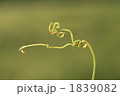 くねくね