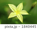 花一凛