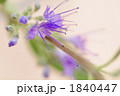 花一凛