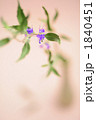 花一凛