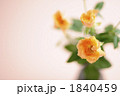花一凛　バラ