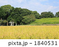 鎮守の森と秋の稲穂