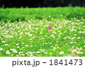 昭和記念公園コスモス007 昭和記念公園コスモス007