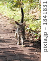 公園の野良猫