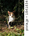 公園の野良猫
