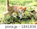 公園の野良猫