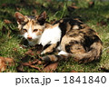 公園の野良猫