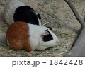 1842428