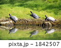 縮景園　カメ