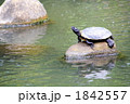 縮景園　カメ