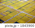 収穫前の田んぼを空撮