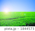 青空とお茶畑　太陽光　逆光　左配置　合成