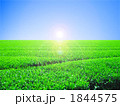青空とお茶畑　太陽光　逆光　中央　合成