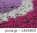 芝桜