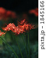 曼珠沙華001 曼珠沙華001