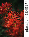 曼珠沙華004 曼珠沙華004