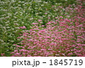 1845719