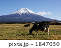 早春の朝霧高原