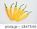 黄トウガラシ