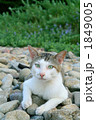 河原で休憩する野良猫