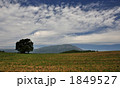 小岩井農場散歩・一本桜と岩手山