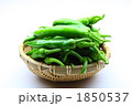 万願寺ししとう