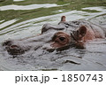 カバ