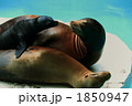 1850947