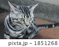 1851268